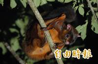 網友瘋喊「想養大赤鼯鼠」 生態旅遊創辦人逆風籲︰恐釀浩劫