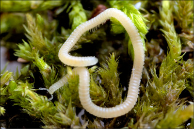 中英對照讀新聞&nbsp;》A new millipede species is crawling under LA. It&rsquo;s blind, glassy and has 486 legs 新種馬陸正在洛杉磯地下爬行，牠沒有眼睛，身體半透明，有486條腿