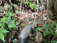 議員批瀕臨絕種生物棲地多未納補助範圍 市府：中央未納新北