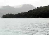 日月潭8隻小鸊鷉罕見現蹤 民驚嘆:「潛水高手」