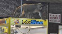 獼猴現身高雄鼓山夾娃娃店「顧機台」 網笑翻：補貨的？