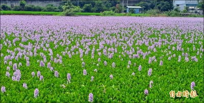 廢魚池長滿布袋蓮 紫色花海吸睛