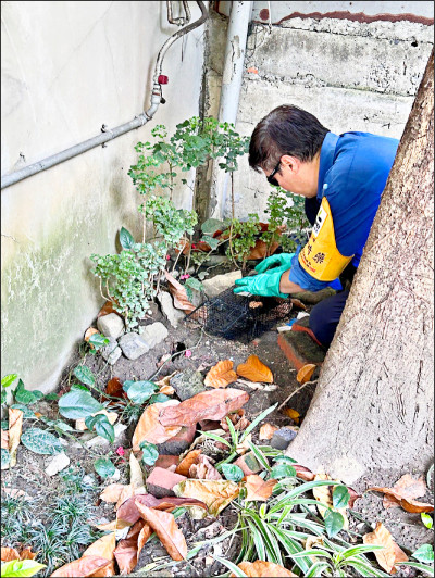 北市鼠患熱點 先整頓環境再投藥
