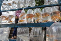 小型寵物也能留下骨灰！日企獨家技術提供動物火化