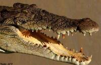 印度婦人河邊採貝遭鱷魚吞下肚 村民「解剖鱷魚」找屍塊