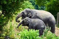 日本福岡動物園幼象「3度脫逃」 市長致歉︰已採取因應措施
