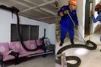 驚險片！「3公尺巨蟒」 藏身天花板 遭圍捕重摔客廳沙發