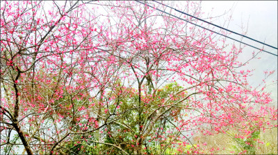 全國最早「櫻前線」 桃源櫻花季登場