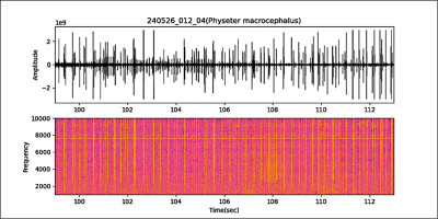 上傳科學平台 花蓮鯨豚聲音 開放國際共享