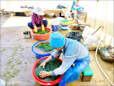 澎湖海菜豐收 價跌創新低