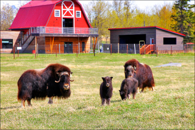 中英對照讀新聞》An Alaska Mother&rsquo;s Day tradition: Mingling with ice age survivors on a farm 阿拉斯加母親節的傳統：在農場與冰河時期的倖存者交流