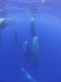 罕見！鹿兒島海域拍到多隻抹香鯨直立睡眠