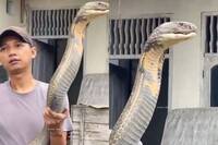 比人還大、比腿還粗！印度男徒手抓超巨「眼鏡王蛇」影片曝