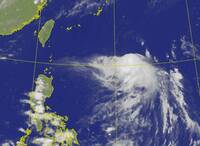 楊柳遭強風切摧殘斷頭扁到像蝦子 明起增強侵台前威力達顛峰