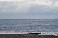 海怪等級抺香鯨出沒台東太麻里海岸？ 他鏡頭拉近竟是「此物」...