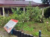 不敵楊柳颱風  福壽山農場樹齡逾50年「蘋果王」倒了