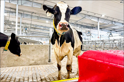 中英對照讀新聞》It&rsquo;s moo-ving day for dairy cattle at Michigan State University 今天是密西根州立大學的乳牛移動日