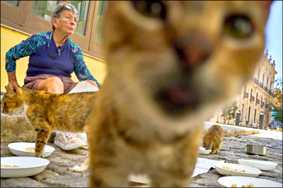 中英對照讀新聞》Cuban animal lovers struggle to feed stray cats and dogs as economic crisis bites 經濟危機下，古巴愛護動物人士難以餵養流浪貓狗