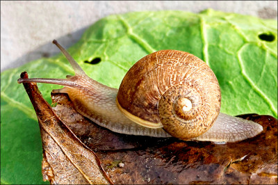 中英對照讀新聞》Ned is a perfectly nice snail, but a rare shell means a doomed love life 奈德是1隻非常友善的蝸牛，但稀有的殼意味著愛情生活注定失敗