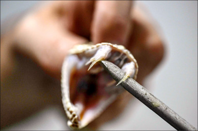 中英對照讀新聞》Man who let snakes bite him 200 times spurs new antivenom hope男子自主被蛇咬200次 激發抗蛇毒血清新希望