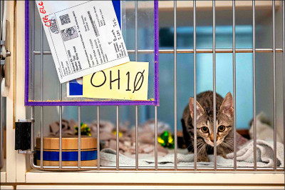 中英對照讀新聞》Pets are being abandoned, surrendered amid Trump’s immigration crackdown 寵物在川普的打擊移民措施下被遺棄