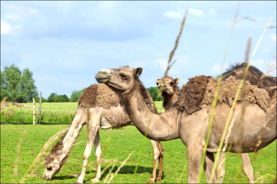 中英對照讀新聞》French farmer bets on camel milk in camembert country卡芒貝爾地區的法國農夫為了駱駝奶賭一把