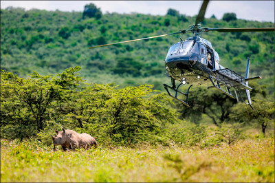 中英對照讀新聞》How to move a rhino如何移動1隻犀牛