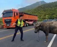 濱海公路驚見水牛擋道 奇特一幕曝光