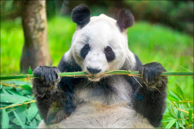 中英對照讀新聞》Mexican zookeeper reflects on caring for Latin America’s last panda墨西哥動物園管理員回憶照顧拉丁美洲最後1隻大貓熊