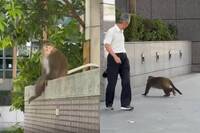 不是AI生成！台北內湖驚見「肥猴」晃大街 網笑翻：新人報到啦