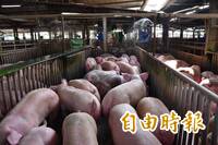 獨家》非洲豬瘟？台中農業局：該做的都已做了