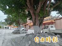 「雙色」樹幹、「大洞」圍牆  成光復鄉災後印記