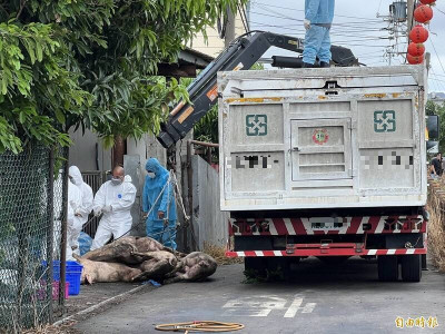 台中養豬場爆非洲豬瘟 豬農兒發聲