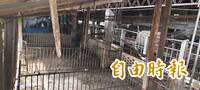 台中非洲豬瘟案40家關聯場採檢陰性 5家屠宰場檢驗中