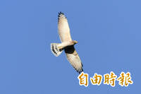 破紀錄！恆春半島猛禽過境衝破50萬隻大關 「灰面鵟鷹」飆10萬隻