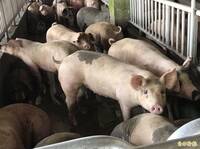 獨家》農業部平穩豬價 擬解禁後聯合各公會採登記方式秩序出豬