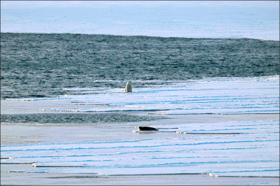 中英對照讀新聞》Arctic ice melt has slowed despite record heat 熱到破紀錄，北極海冰融化速度減緩