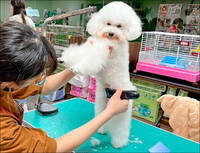 犬、貓美容定型化契約上路半年 汪志冰批北市府公告稽查零作為 犬、貓美容定型化契約上路半年 汪志冰批北市府公告稽查零作為