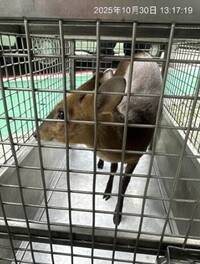 山羌亂入早餐店!民眾吃一半突竄出 北市動保處救援野放已2起 山羌亂入早餐店!民眾吃一半突竄出 北市動保處救援野放已2起