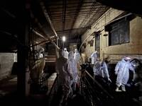 非洲豬瘟病毒基因定序出爐  應變中心：和中國、越南病毒株相似度達99％