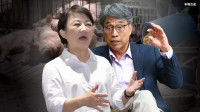 自由爆新聞》真相曝光網友驚呆！盧秀燕市府「關鍵疏失」成豬瘟風暴禍首
