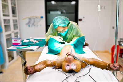 中英對照讀新聞》Sunbears to elephants: life at a Thai wildlife hospital從馬來熊到大象：泰國野生動物醫院的生活