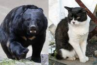 日本宮城民眾通報熊出沒 警方一查監控...比較肥的「大貓咪」