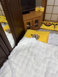 超Q！小臘腸犬緊抓棉被不放 「賴床萌樣」千萬人朝聖