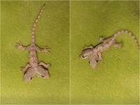 影片曝光！罕見「雙頭壁虎」嚇壞女子 專家揭殘酷真相