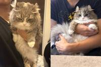 太失禮了？獸醫提醒太胖 日本貓皇秒露「氣噗噗臭臉」