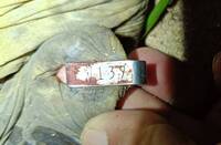 史上最忠誠綠蠵龜 編號139母龜睽違數年返回望安島產卵