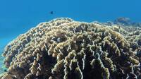 能抗極端氣候衝擊 板葉千孔珊瑚與硨磲貝共生共榮