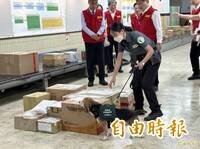 西班牙爆非洲豬瘟 應變中心：違規輸入西國豬肉產品最重判7年