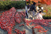 中國女破壞大阪勝尾寺「台灣達摩陣」 老公制止無效畫面曝光